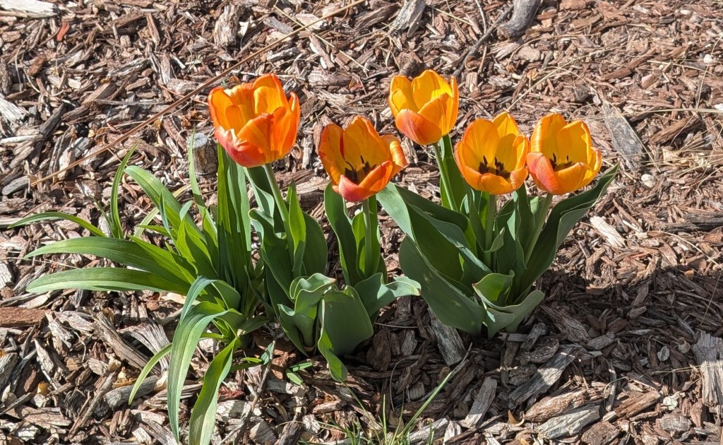 Courage in the&nbsp;Resurrection