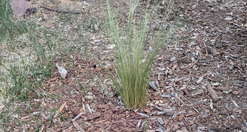 What to Do with the&nbsp;Weeds